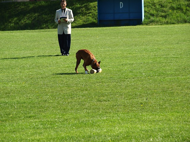 www.atibox.net * www.euroboxer.eu * www.boxergenealogia.eu